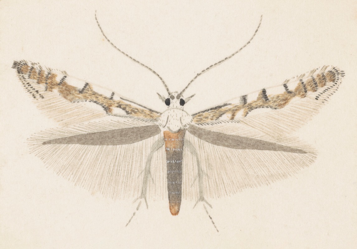 Entomology watercolour Pl.142 by George Hudson — digital art print download