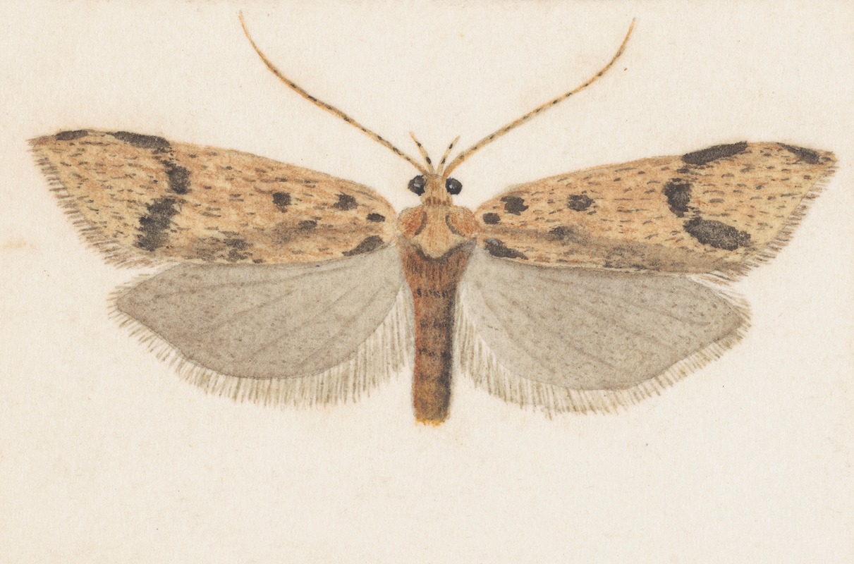 Entomology watercolour Pl.143 by George Hudson — digital art print download