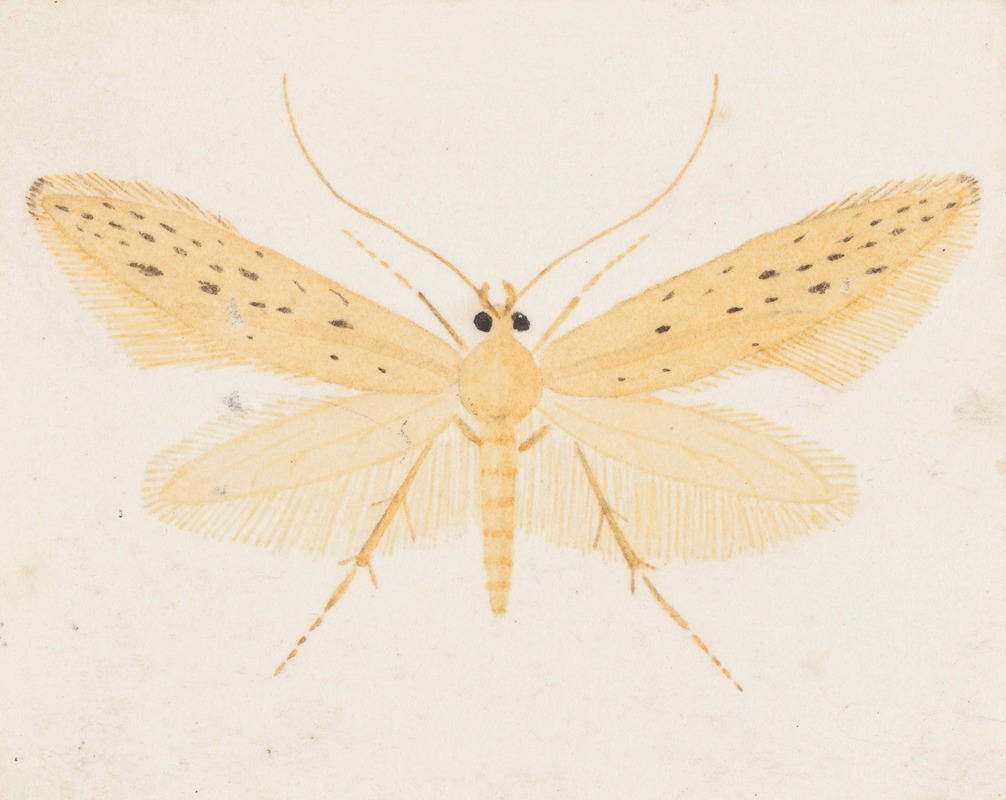 Entomology watercolour Pl.144 by George Hudson — digital art print download