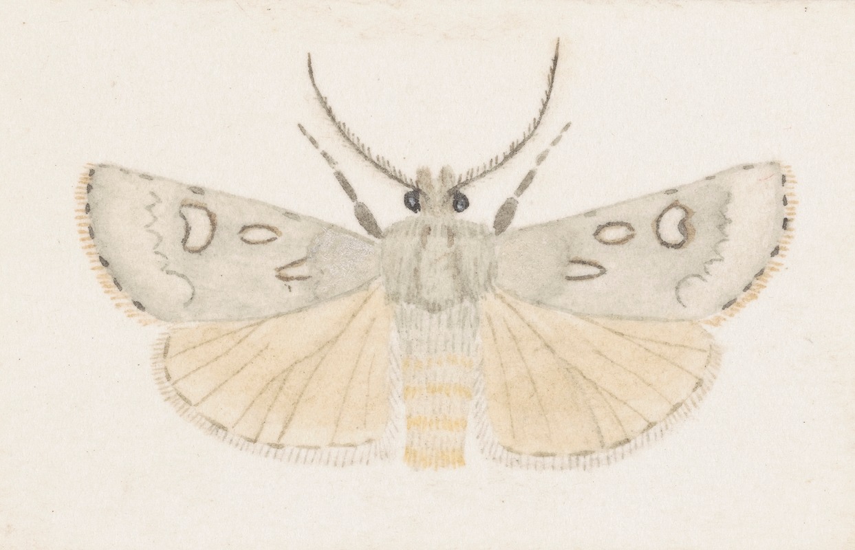 Entomology watercolour Pl.145 by George Hudson — digital art print download