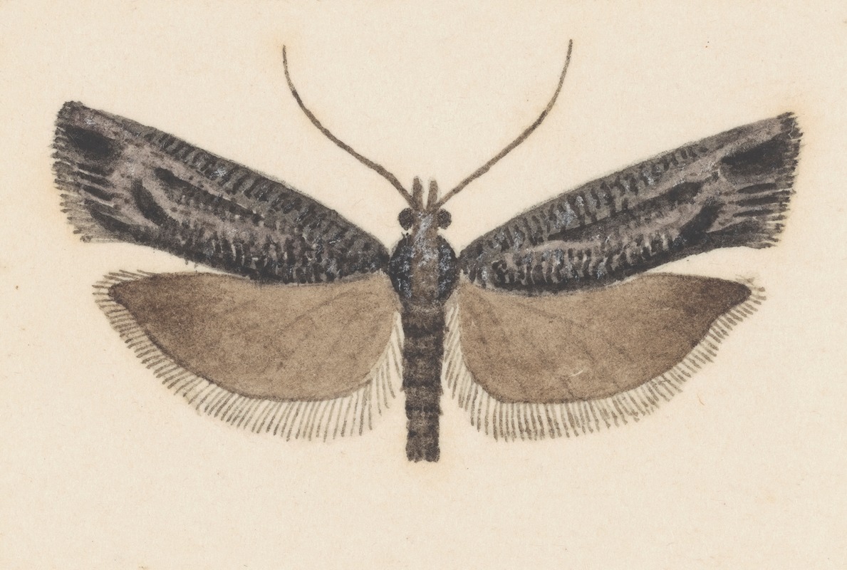 Entomology watercolour Pl.146 by George Hudson — digital art print download