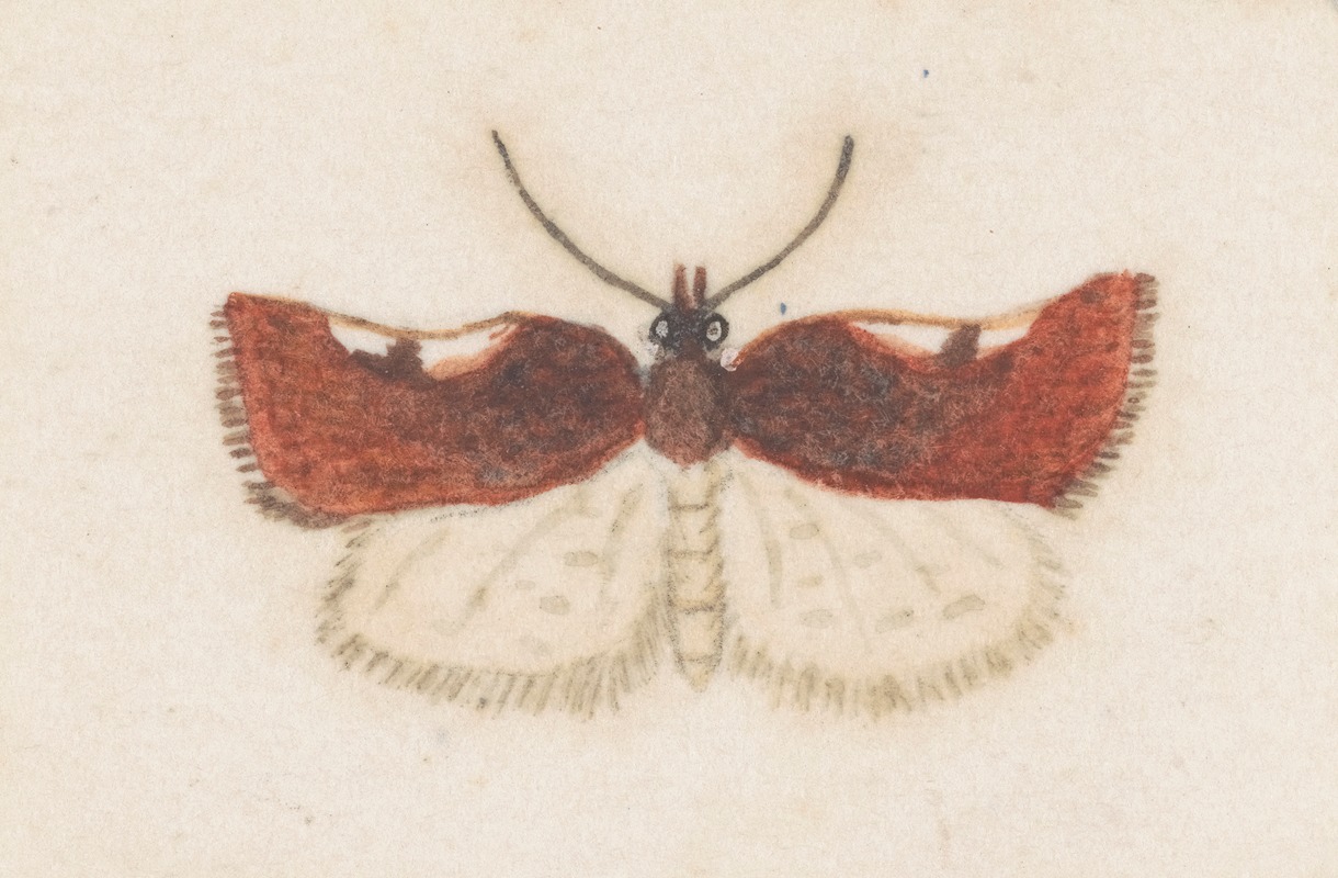 Entomology watercolour Pl.147 — George Hudson