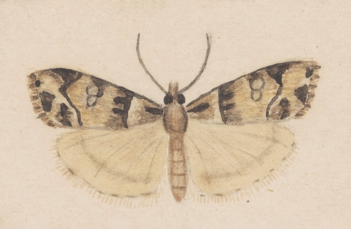 Entomology watercolour Pl.148 — George Hudson