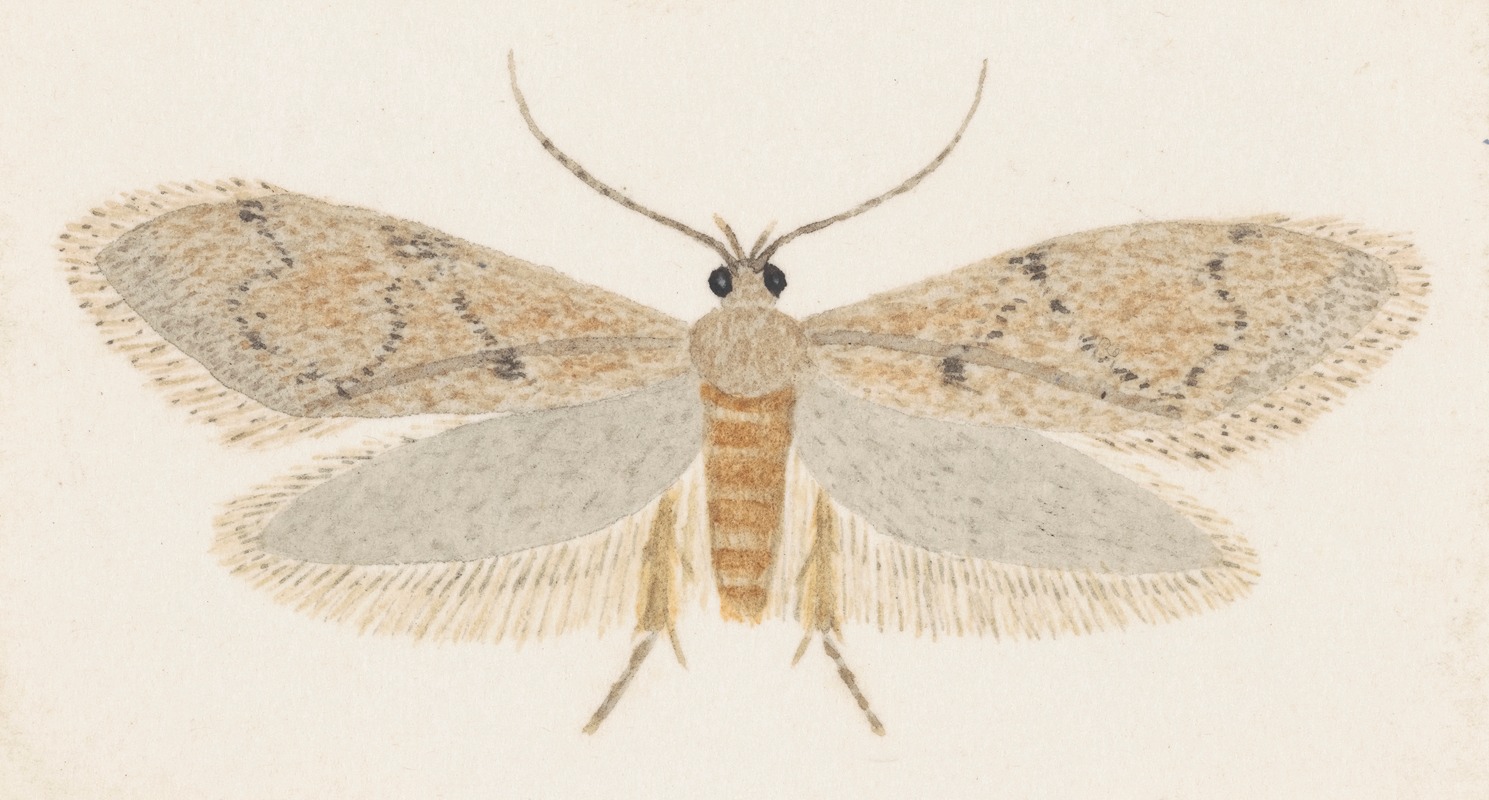 Entomology watercolour Pl.149 by George Hudson — digital art print download