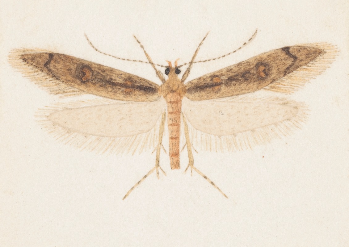 Entomology watercolour Pl.150 by George Hudson — digital art print download