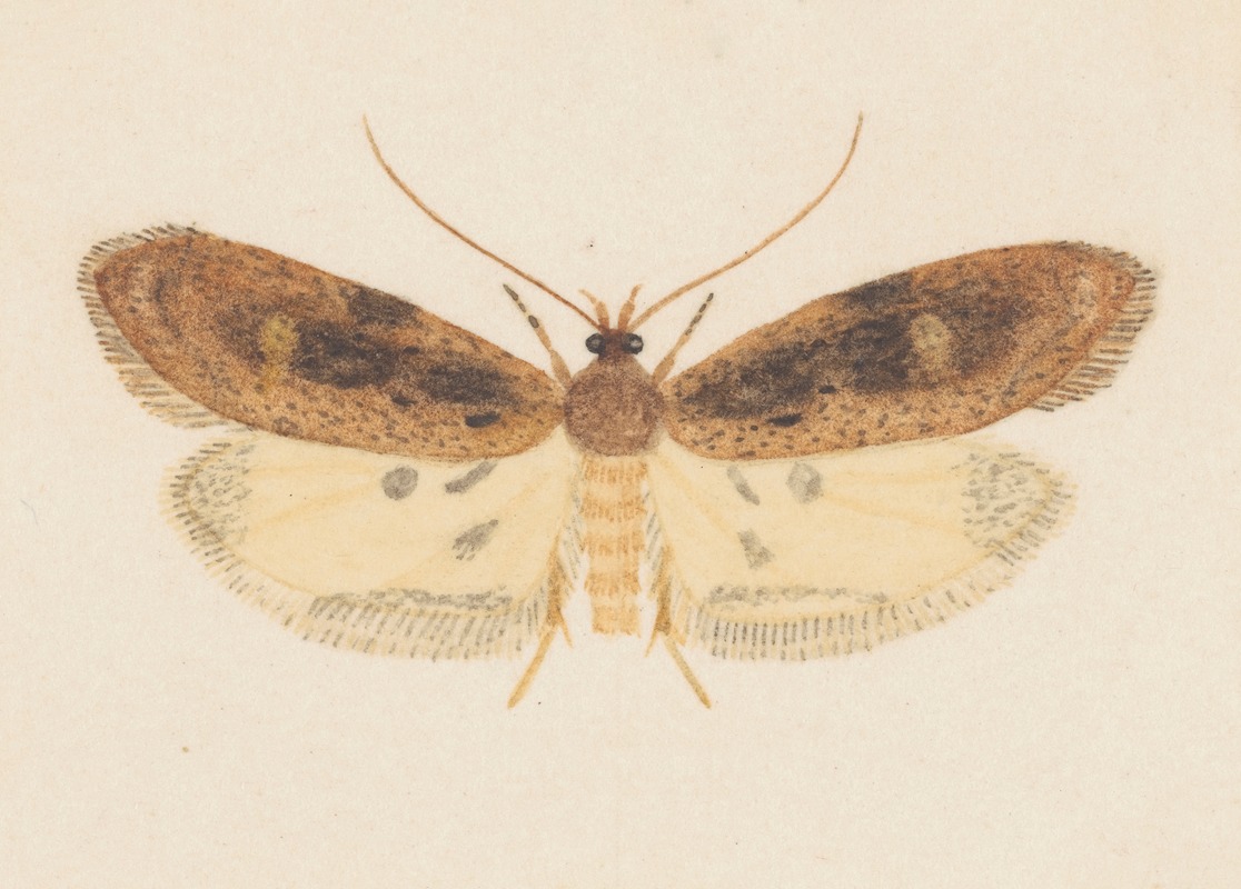 Entomology watercolour Pl.151 by George Hudson — digital art print download