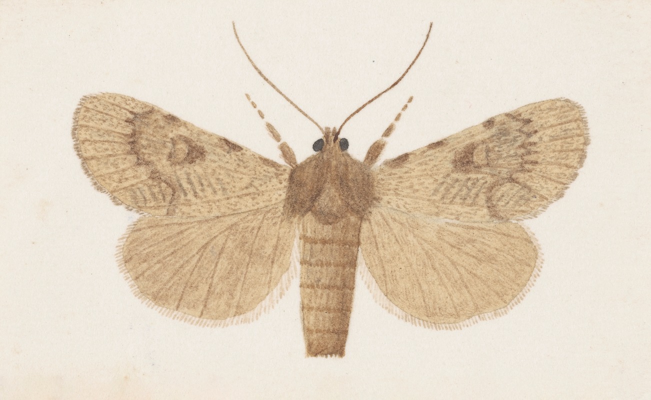 Entomology watercolour Pl.154 by George Hudson — digital art print download