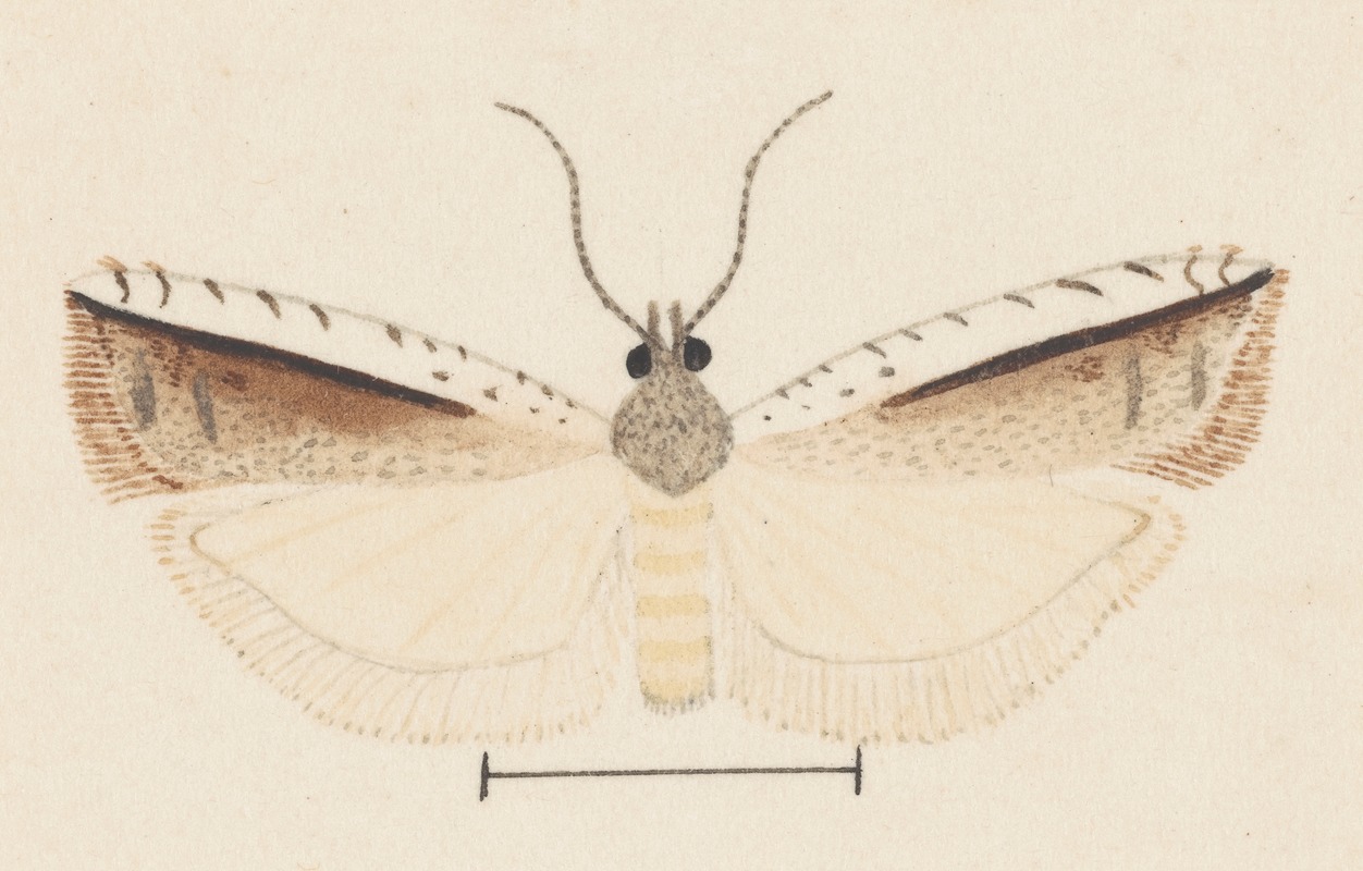 Entomology watercolour Pl.155 by George Hudson — digital art print download