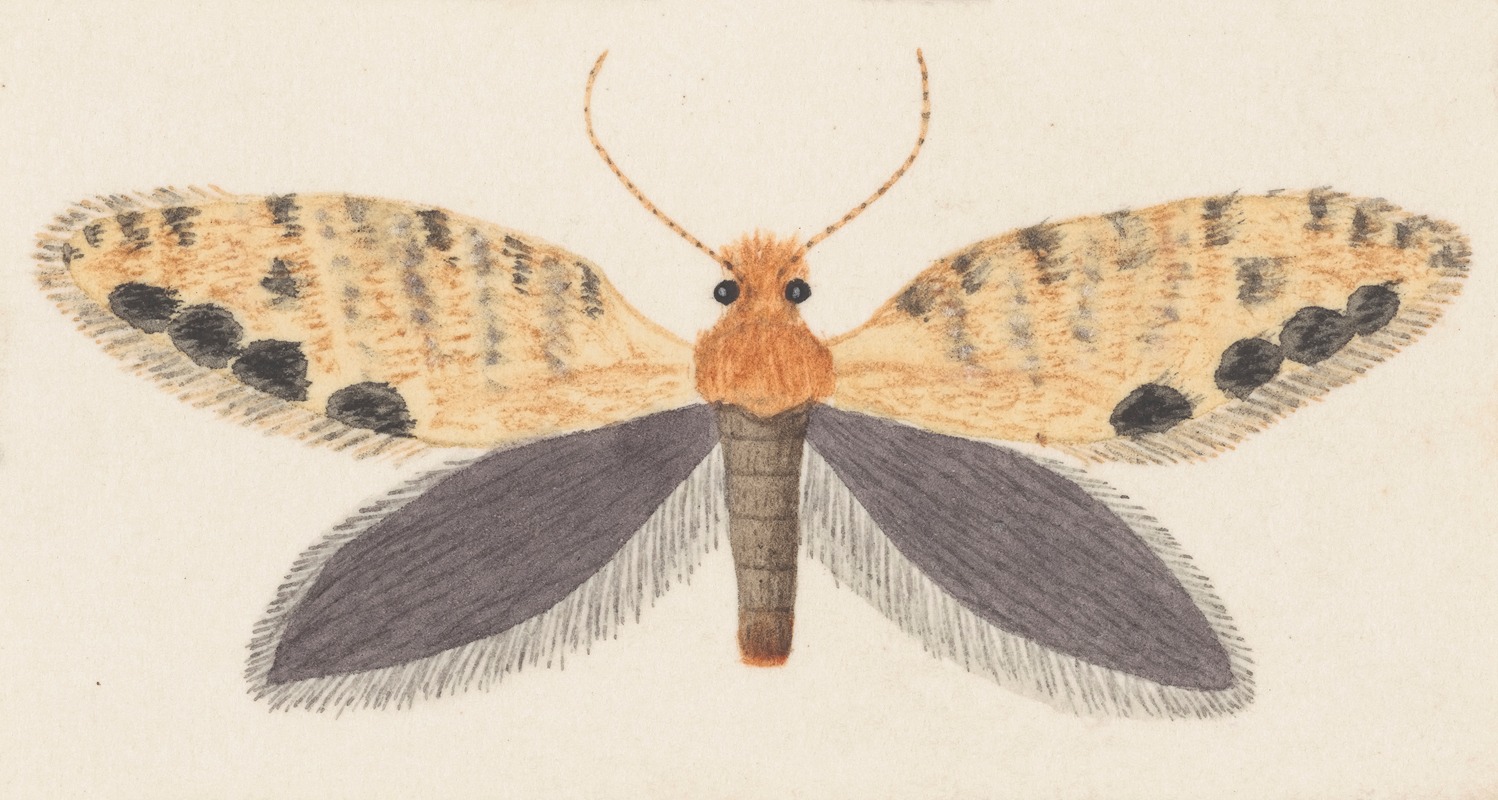 Entomology watercolour Pl.158 by George Hudson — digital art print download
