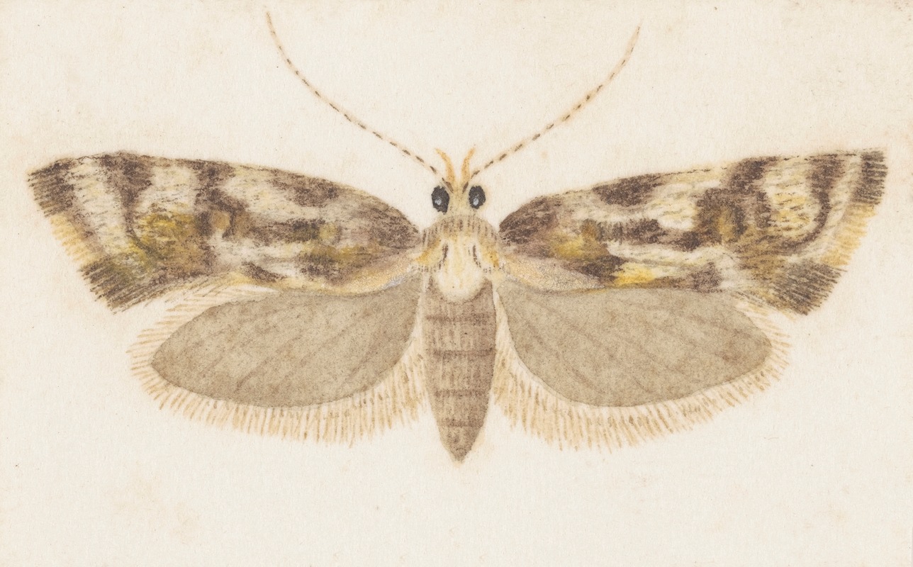 Entomology watercolour Pl.159 by George Hudson — digital art print download