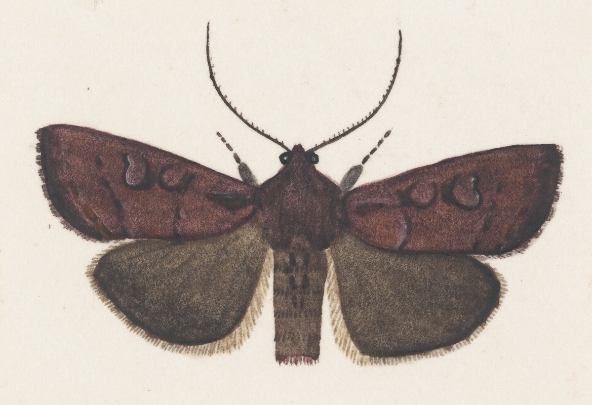 Entomology watercolour Pl.160 — George Hudson