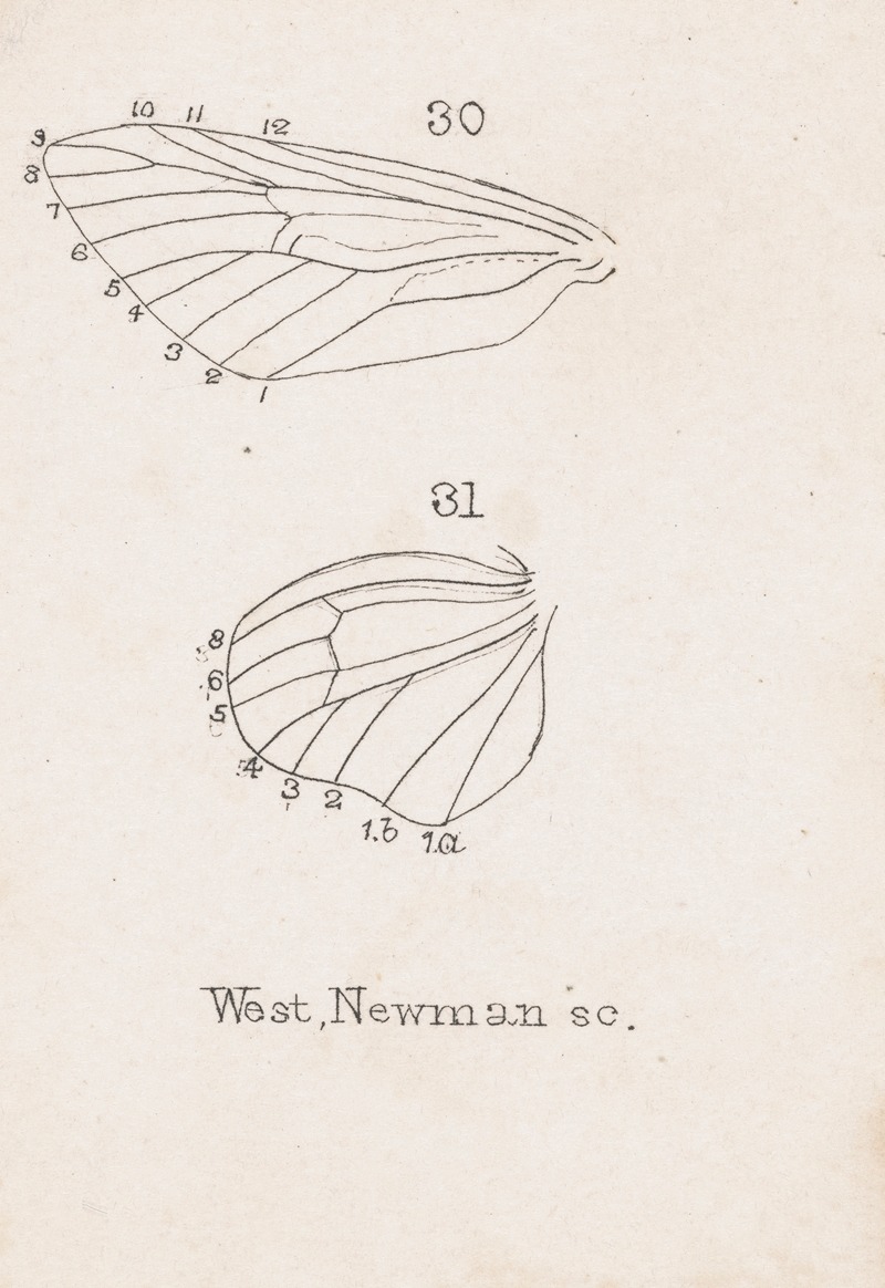Entomology watercolour Pl.164 by George Hudson — digital art print download