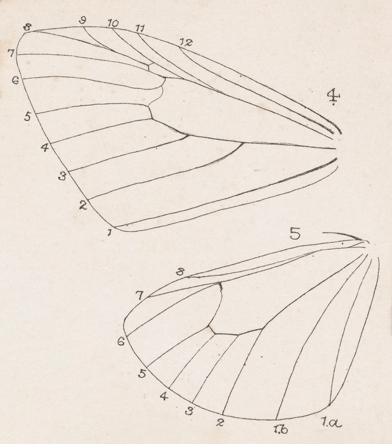 Entomology watercolour Pl.165 by George Hudson — digital art print download