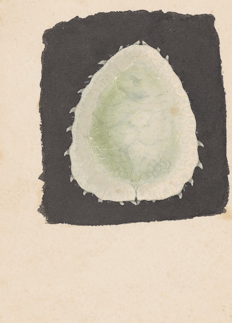 Entomology watercolour Pl.167 — George Hudson