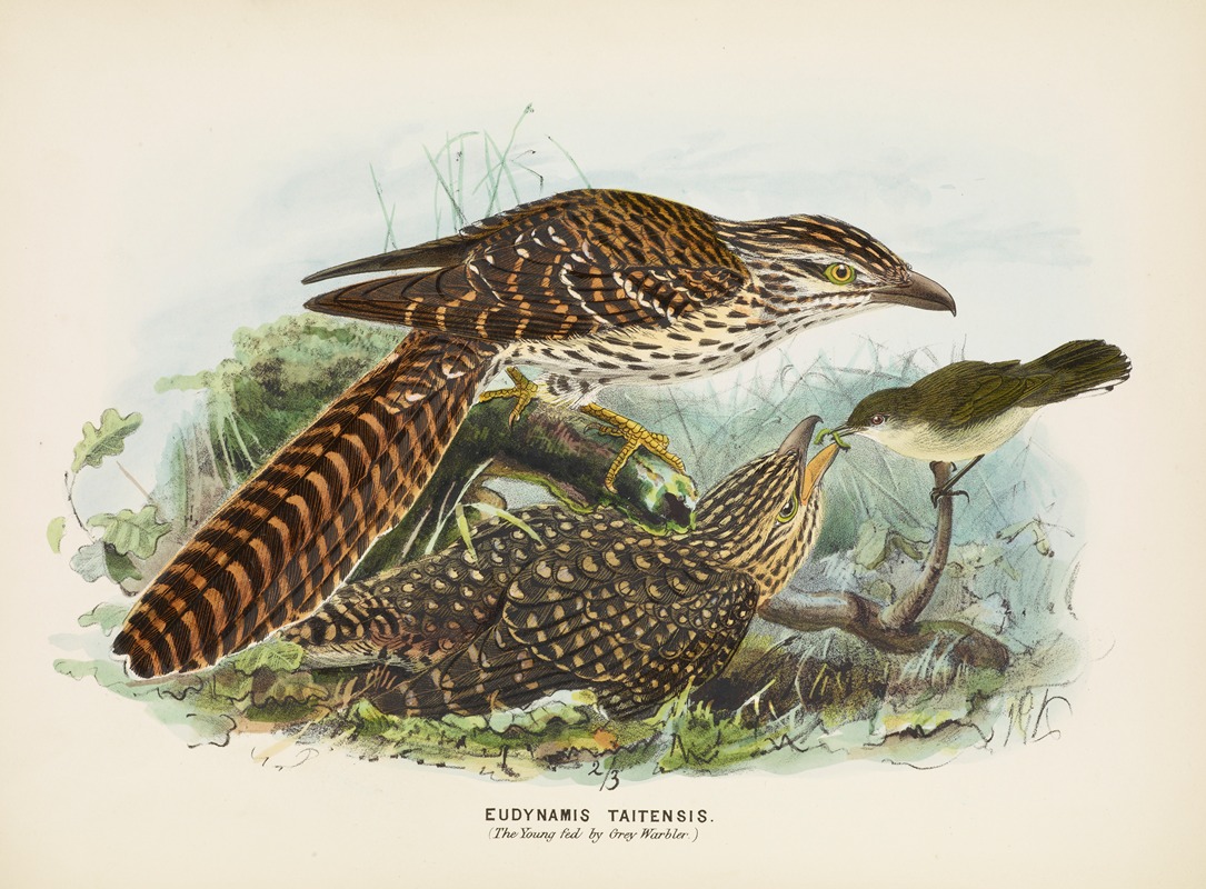 Eudynamis taitensis (The Young fed by Grey Warbler) by John Gerrard Keulemans, 1873 — digital art print download
