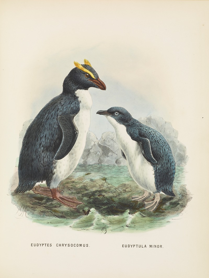Eudyptes chrysocomus and Eudyptula minori by John Gerrard Keulemans, 1873 — digital art print download