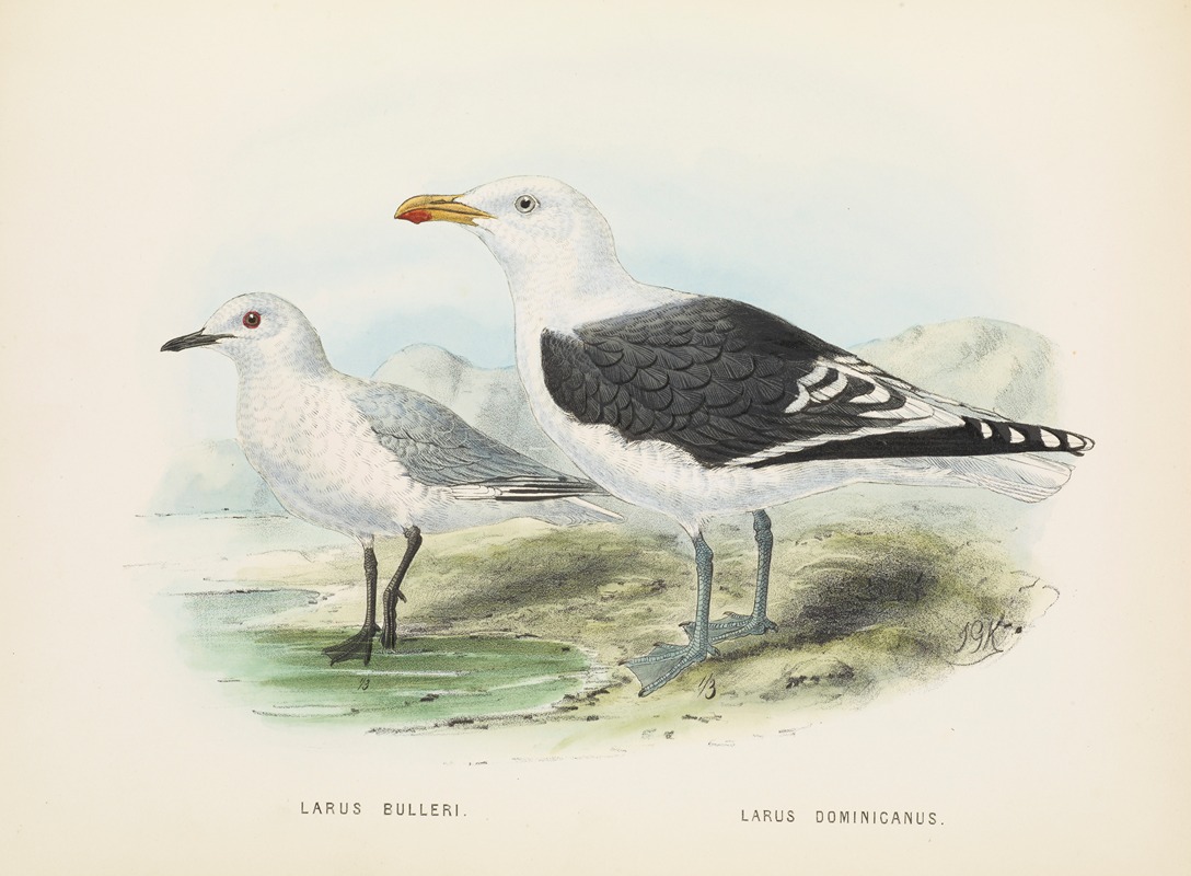 Larus bulleri and Larus dominicanus — John Gerrard Keulemans