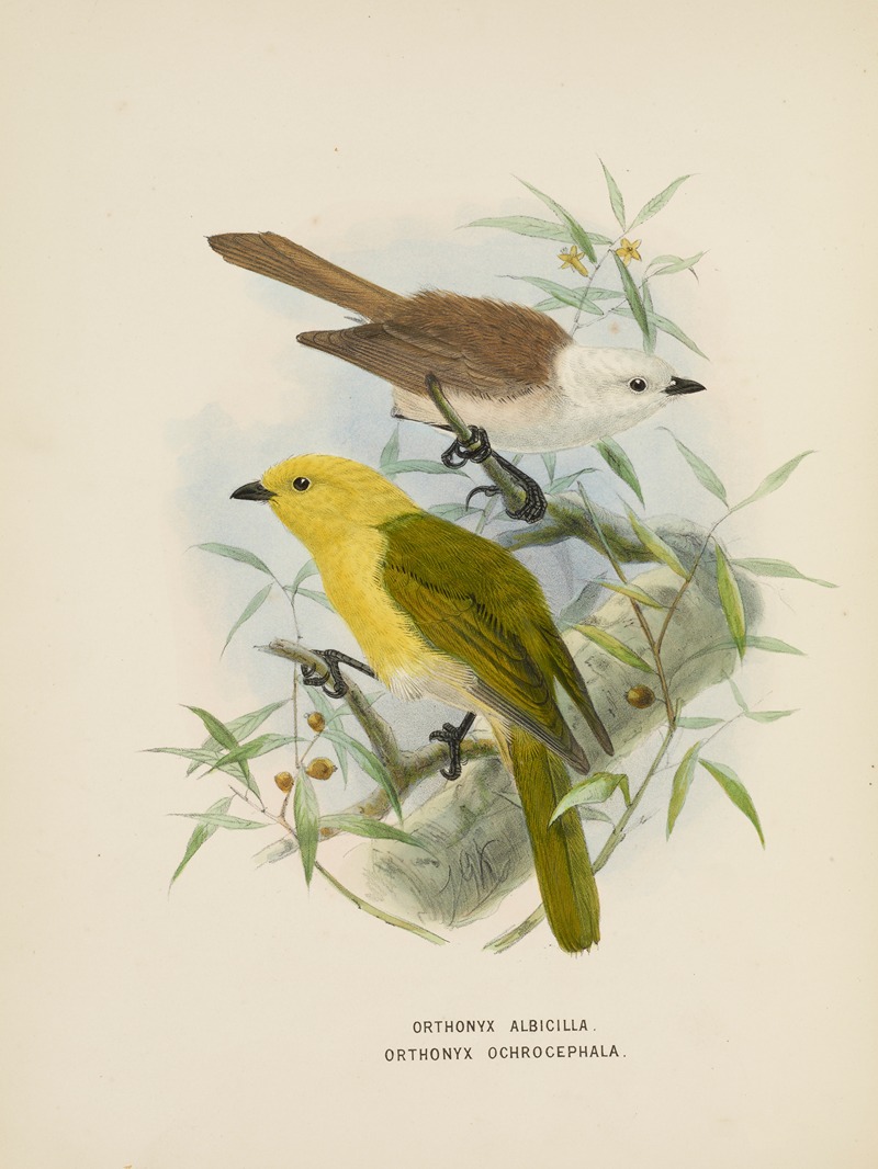 Orthonyx albicilla abd Orthonyx ochrocephala — John Gerrard Keulemans
