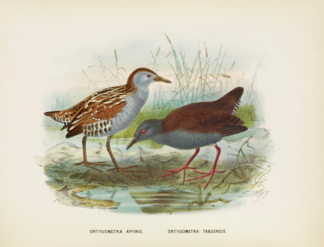 Ortygometra affinis and Ortygometra tabuensis — John Gerrard Keulemans