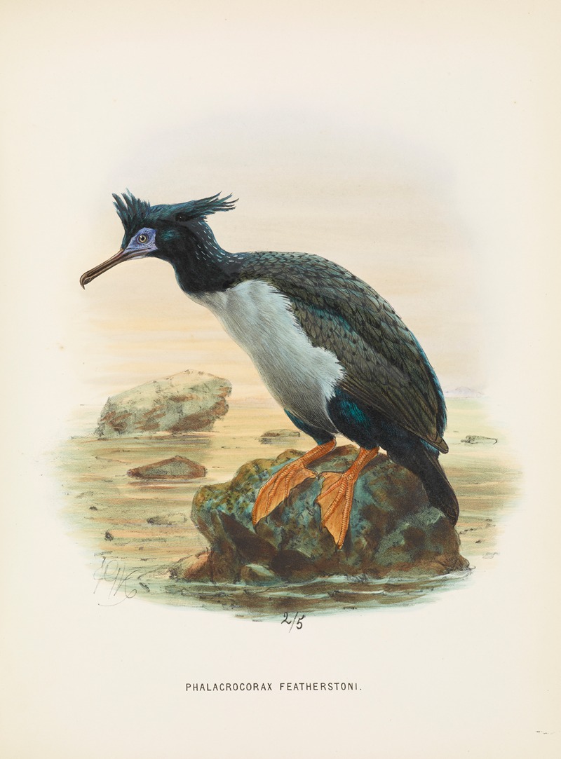 Phalacrocorax featherstoni by John Gerrard Keulemans, 1873 — digital art print download