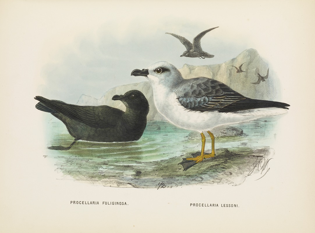 Procellaria fuliginosa and Procellaria lessoni — John Gerrard Keulemans