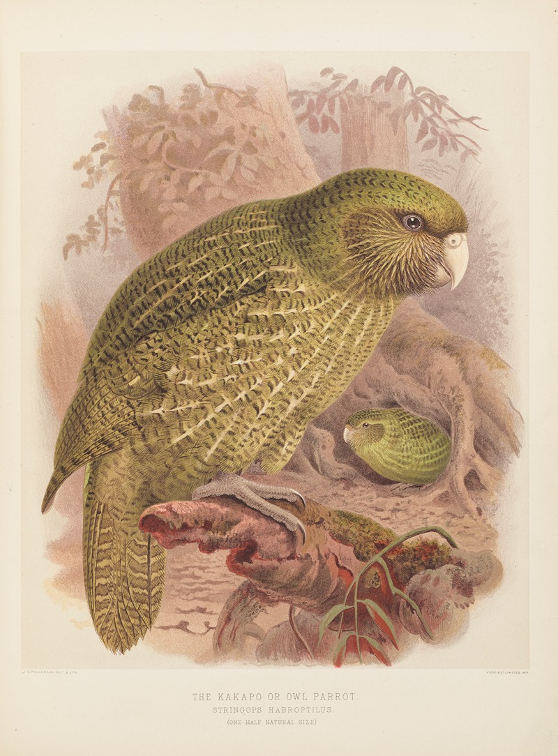 The Kakapo or Owl Parrot Stringops Habroptilus by John Gerrard Keulemans, 1873 — digital art print download