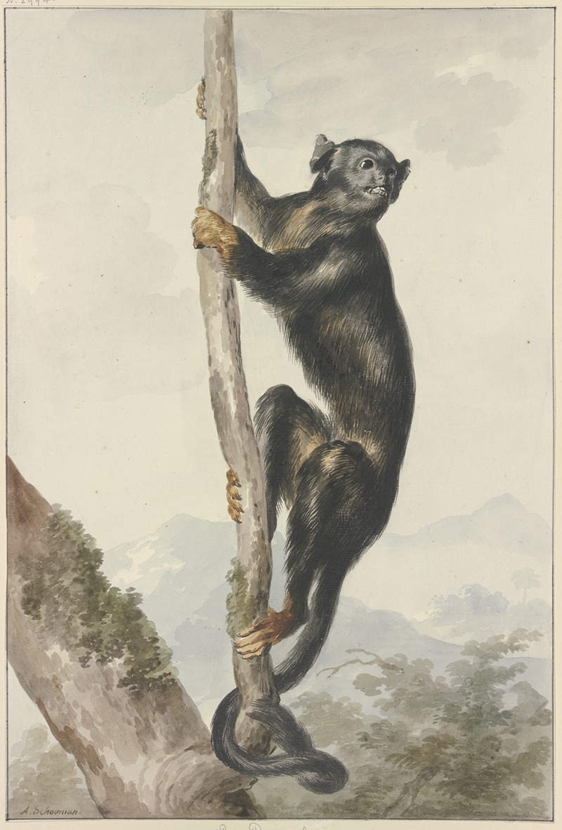 A Peruvian Spider Monkey (Ateles chamek), 1759 by Аерт Шоуман — digital art print download