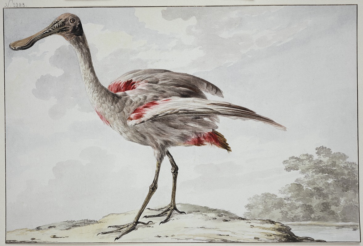 A Roseate Spoonbill (Platalea ajaja) by Аерт Шоуман, 1760 – 1780 — digital art print download