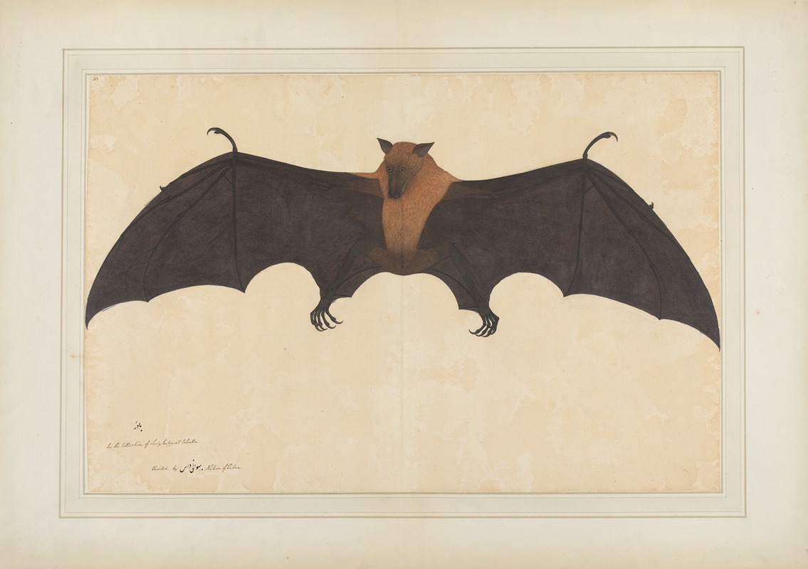 A Great Indian Fruit Bat or Flying Fox (Pteropus giganteus) — Bhawani Das