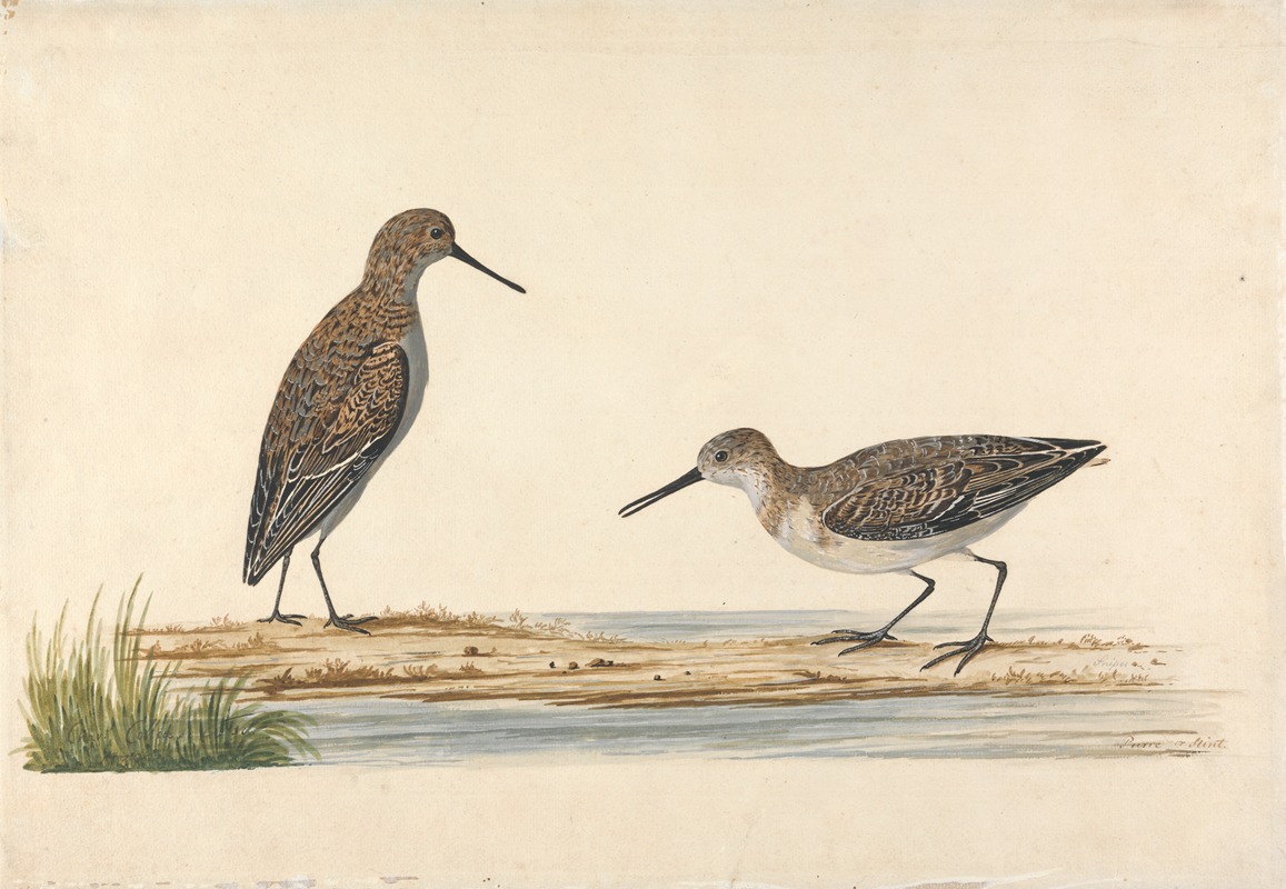 A Pair of Stints by Charles Collins — digital art print download