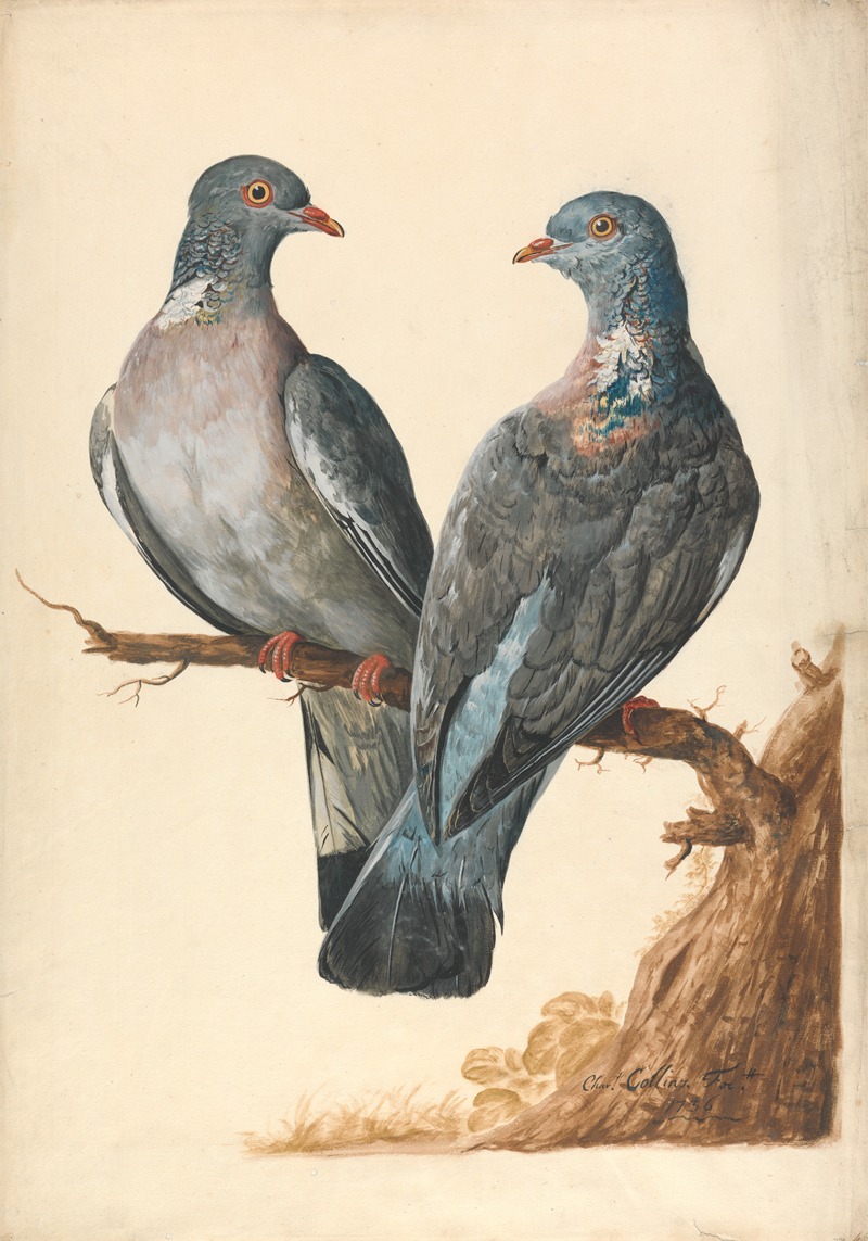 Two Wood Pigeons by Charles Collins, 1736 — digital art print download
