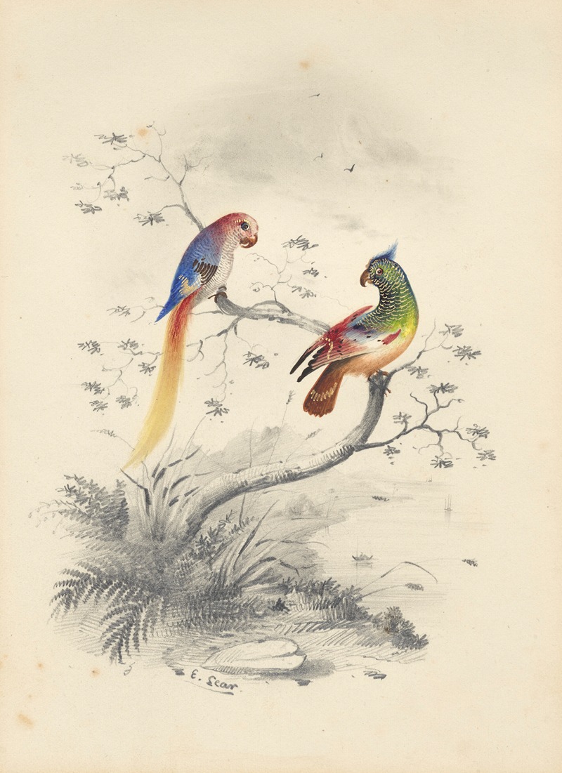 A pair of parrots by Эдвард Лир — digital art print download