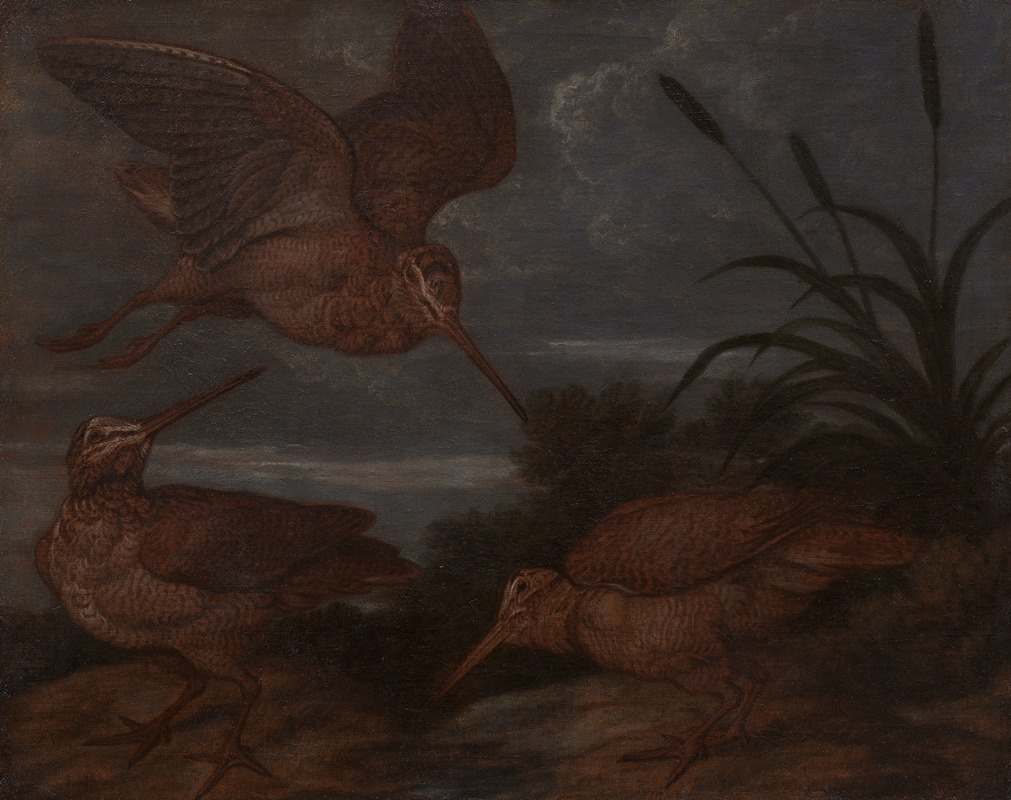 Woodcock at Dusk by Francis Barlow — digital art print download