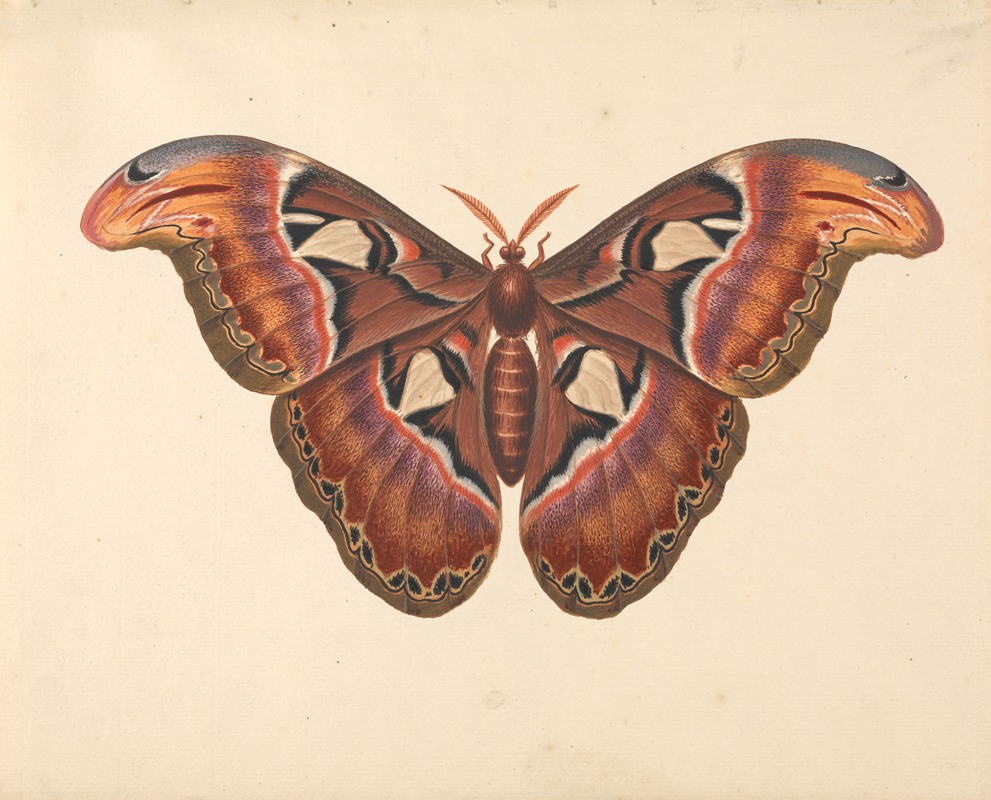 Atlas Moth by George Edwards — digital art print download