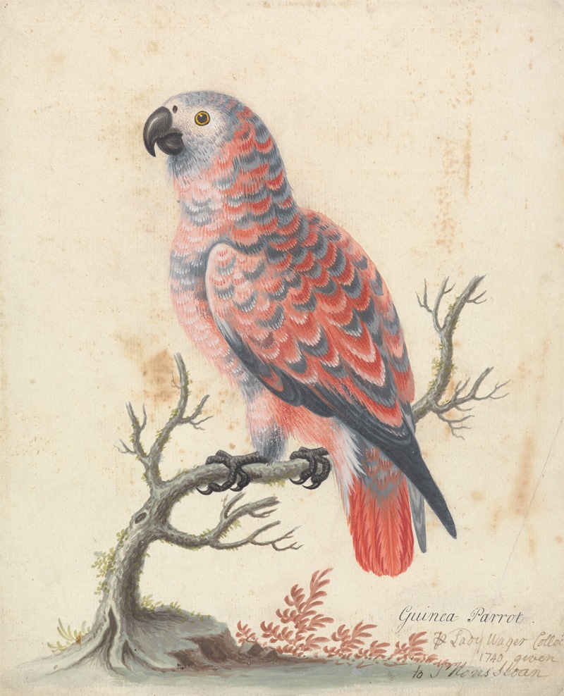 Guinea Parrot by George Edwards, 1736 — digital art print download