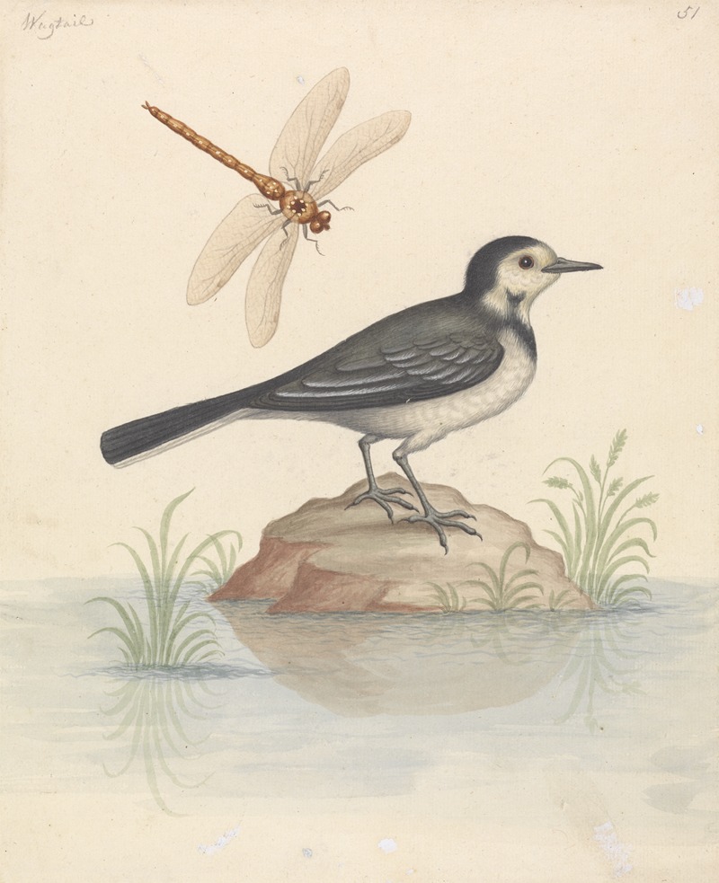 Pied Wagtail and Dragonfly by George Edwards — digital art print download