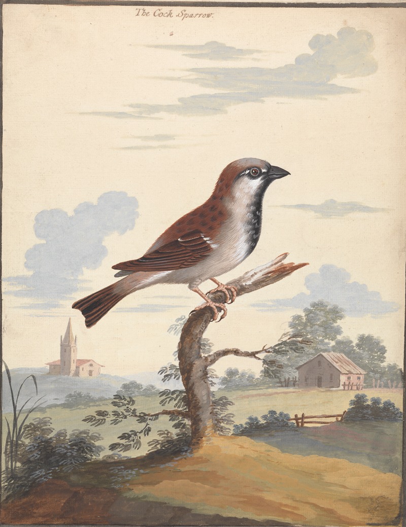 The Cock Sparrow by George Edwards — digital art print download