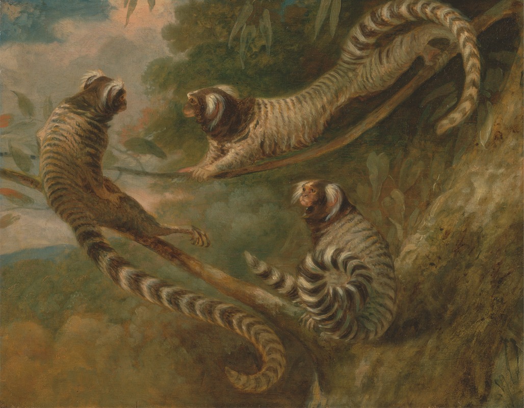 A Marmoset in Three Attitudes by Джордж Гаррад, 1793 — digital art print download