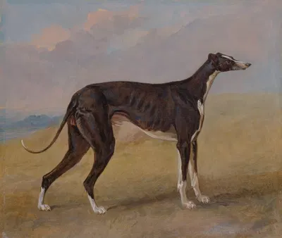 Turk, a greyhound, the property of George Lane Fox by Джордж Гаррад, 1822 — digital art print download