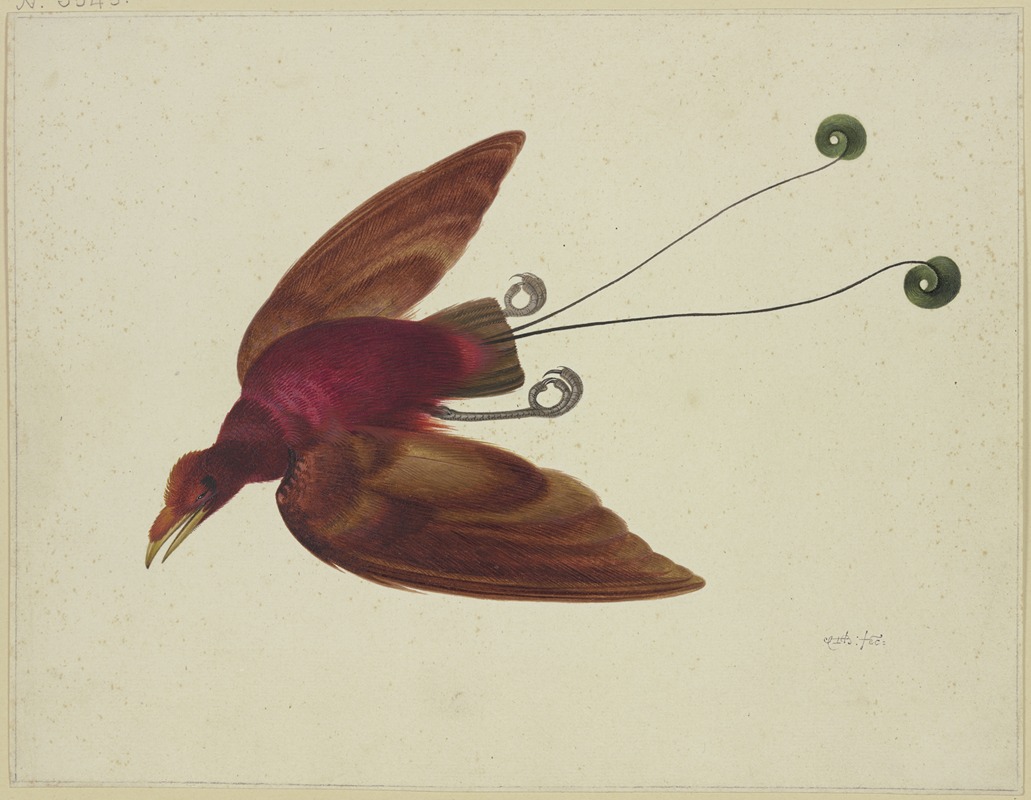 Flying bird of paradise — Herman Henstenburgh