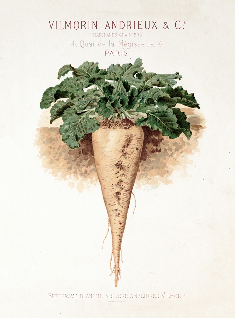 Betterave blanche à sucre améléorie ; witte suikerbiet — Vilmorin-Andrieux et Cie