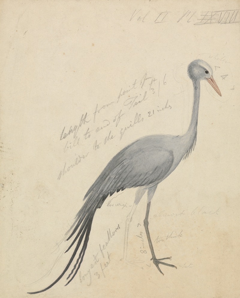 A Crane by James de Carle Sowerby — digital art print download
