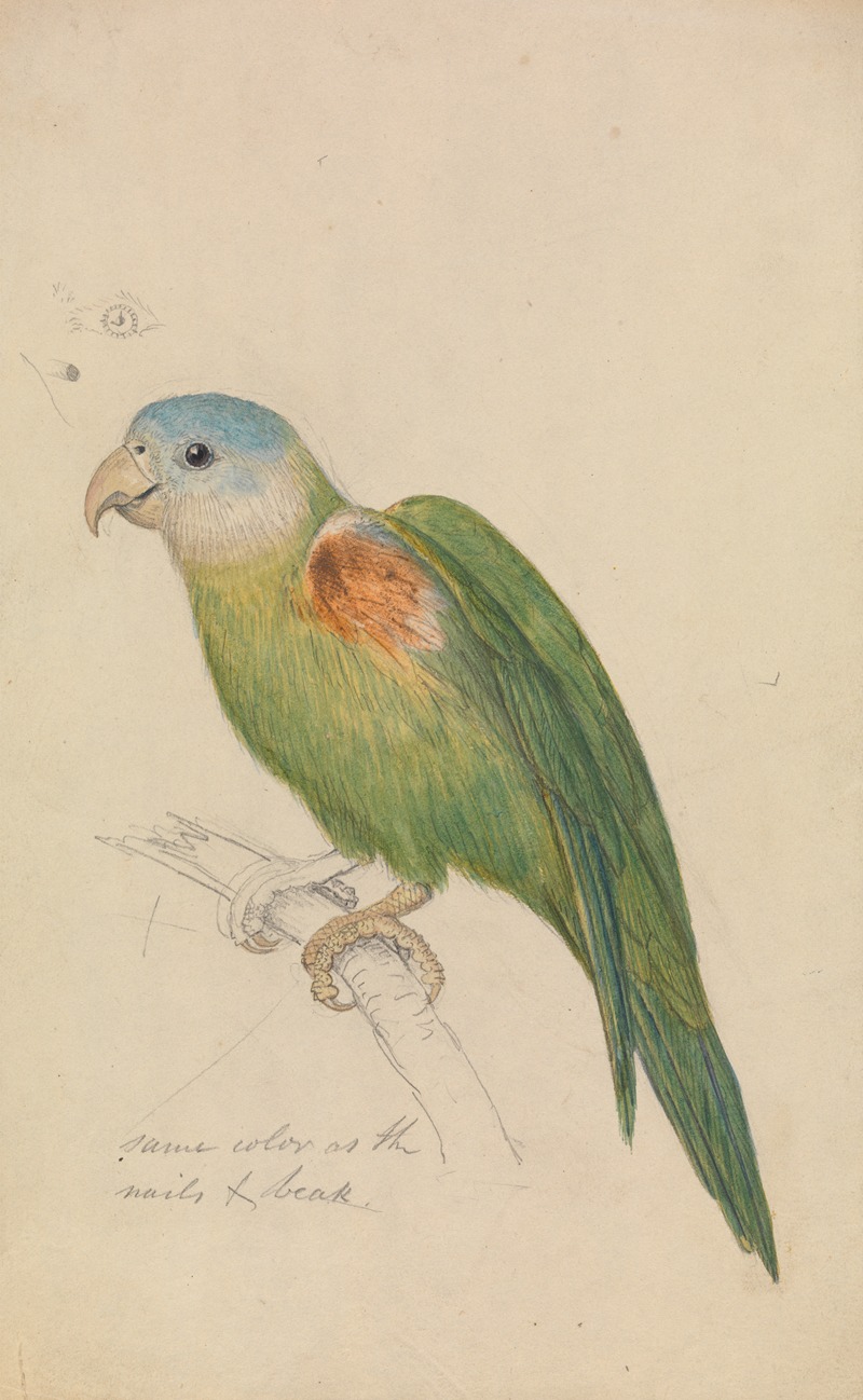 A Parrot by James de Carle Sowerby — digital art print download