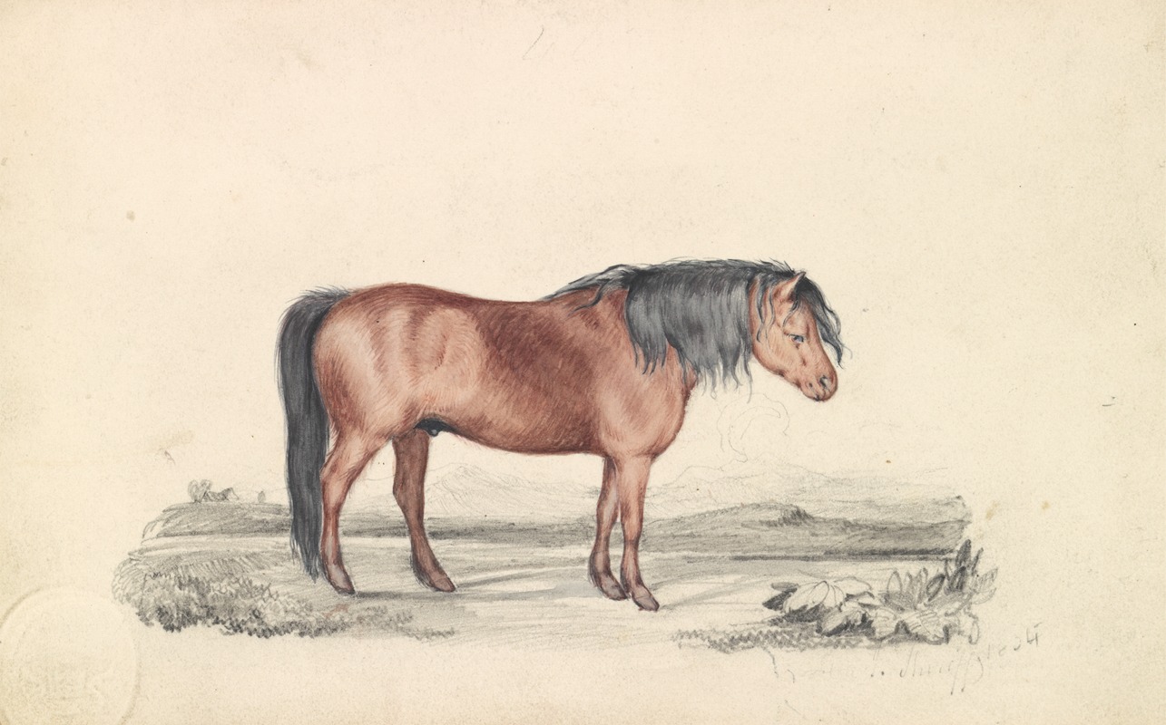 Shetland Pony by James Stewart — digital art print download