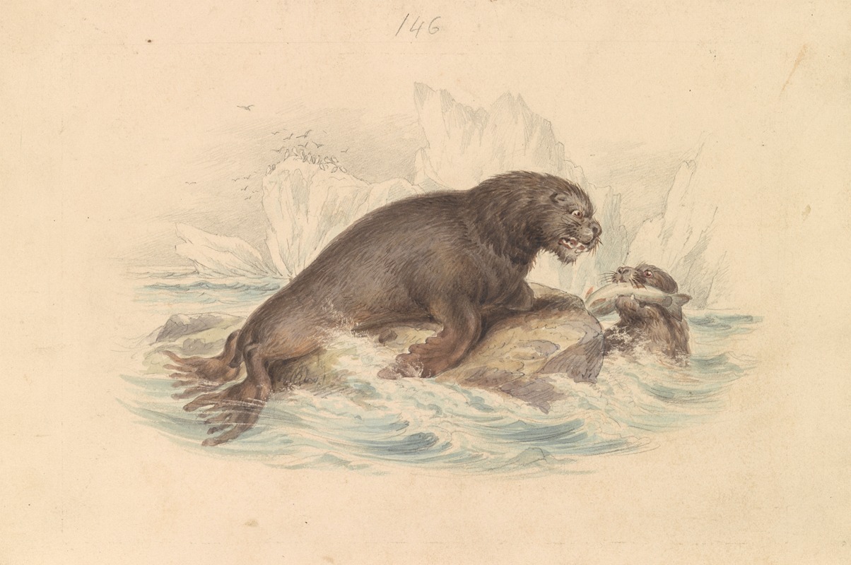 South American Sea Lion — James Stewart
