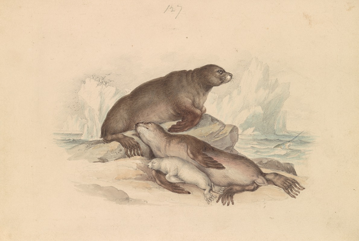 Steller Sea Lion by James Stewart — digital art print download