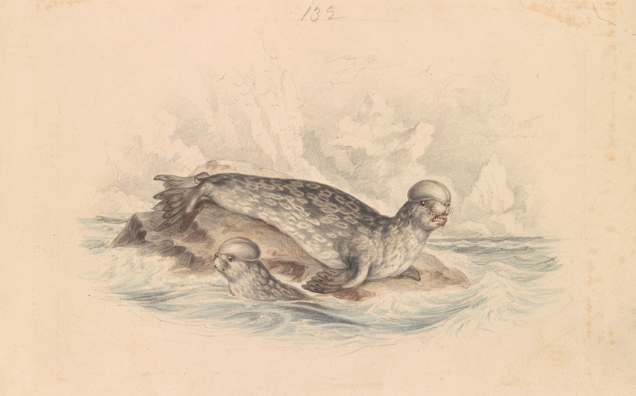 The Crested Seal by James Stewart — digital art print download