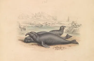 The Elephant Seal by James Stewart — digital art print download