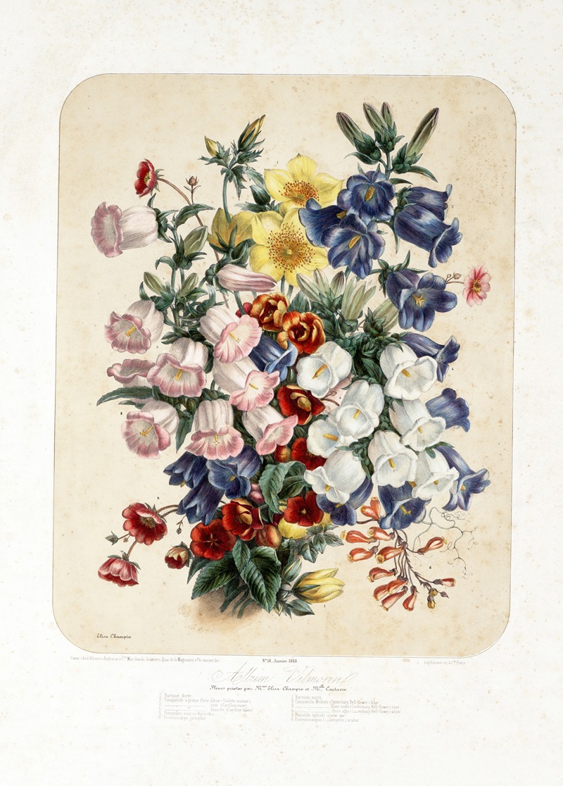 Campanulaceae ; klokjesbloemachtigen — Vilmorin-Andrieux et Cie