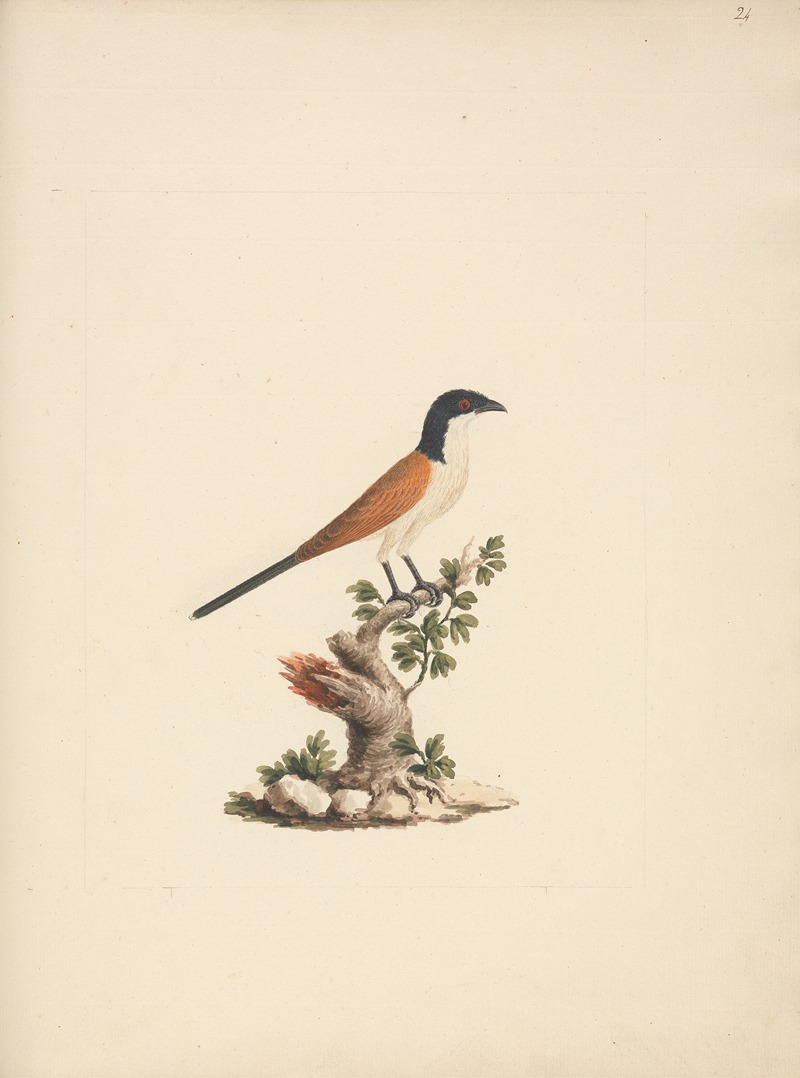 Centropus monachus by Luigi Balugani — digital art print download